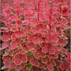 Berberis Thunbergii 'Orange Sunrise' (PBR)