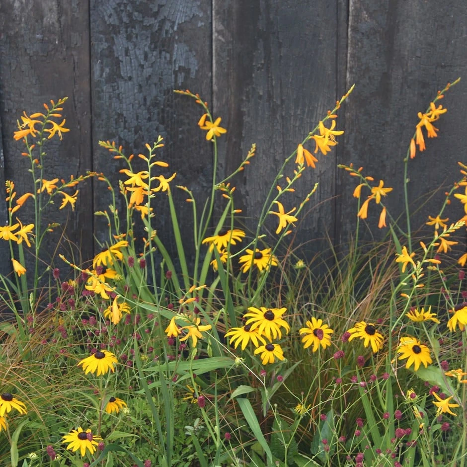 Golden Prairie Plant Combination 1 Golden Prairie Plant Combination