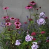Plants For Pollinators Plant Combination