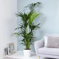 Howea Forsteriana -Cheap Plants Store pl2000027701 card3 lg