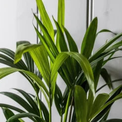 Howea Forsteriana -Cheap Plants Store pl2000027701 card5 lg