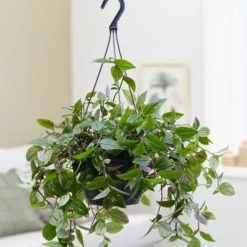 Tradescantia 'Green Hill' -Cheap Plants Store pl2000027706 card3 lg