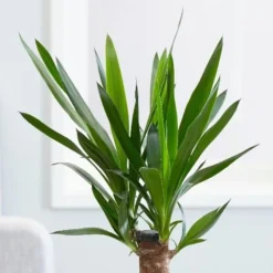 Yucca Elephantipes -Cheap Plants Store pl2000027707 card5 lg