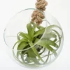 Extra Large Air Plant With Hanging Glass Orb/terrarium