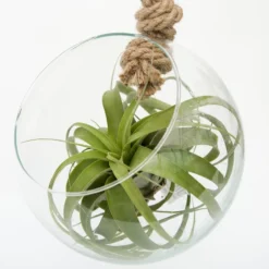 Extra Large Air Plant With Hanging Glass Orb/terrarium