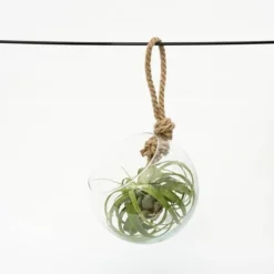 Extra Large Air Plant With Hanging Glass Orb/terrarium -Cheap Plants Store pl2000027709 card3 lg