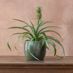 Ananas Comosus Corona ('Duranas2') (PBR) -Cheap Plants Store pl2000027710 card3 lg