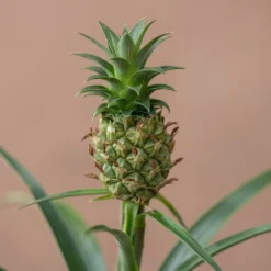 Ananas Comosus Corona ('Duranas2') (PBR) -Cheap Plants Store pl2000027710 card4 lg