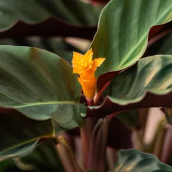 Goeppertia Crocata 'Tassmania' -Cheap Plants Store pl2000027721 card4 lg