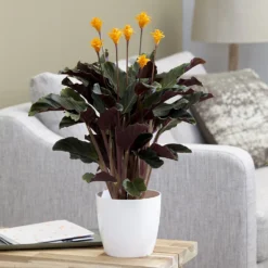 Goeppertia Crocata 'Tassmania' -Cheap Plants Store pl2000027721 card5 lg