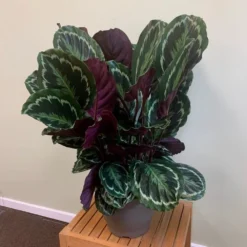 Goeppertia Veitchiana 'Medaillon' -Cheap Plants Store pl2000027727 card3 lg