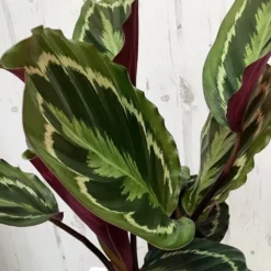 Goeppertia Veitchiana 'Medaillon' -Cheap Plants Store pl2000027727 card5 lg