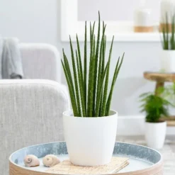 Sansevieria Bacularis 'Mikado' -Cheap Plants Store pl2000027729 card3 lg