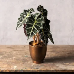 Alocasia × Amazonica 'Polly' -Cheap Plants Store pl2000027731 card3 lg