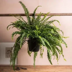 Nephrolepis Exaltata 'Green Lady'