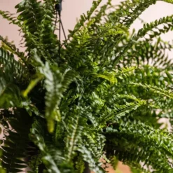 Nephrolepis Exaltata 'Green Lady' -Cheap Plants Store pl2000027735 card3 lg