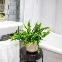 Nephrolepis Exaltata 'Green Lady' -Cheap Plants Store pl2000027735 card5 lg