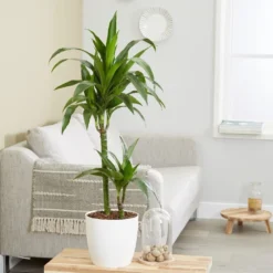 Dracaena Fragrans 'Janet Craig' -Cheap Plants Store pl2000027738 card3 lg