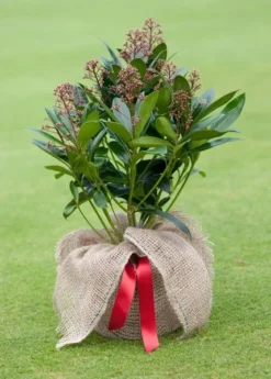 Skimmia Japonica 'Rubella' (male) 7 Skimmia Japonica 'Rubella' (male) -Cheap Plants Store pl2000027773 card3 lg