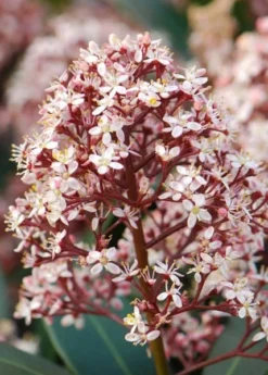 Skimmia Japonica 'Rubella' (male) 8 Skimmia Japonica 'Rubella' (male) -Cheap Plants Store pl2000027773 card4 lg