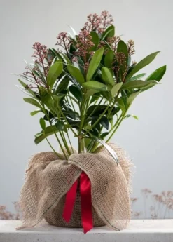 Skimmia Japonica 'Rubella' (male) 9 Skimmia Japonica 'Rubella' (male) -Cheap Plants Store pl2000027773 card5 lg