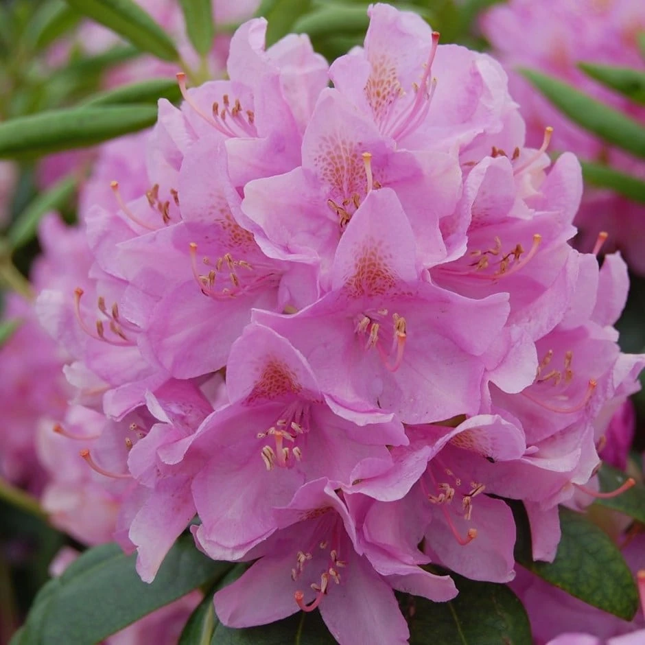 Rhododendron 'Roseum Elegans' 1 Rhododendron 'Roseum Elegans'