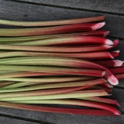 Rhubarb 'Timperley Early' 6 Rhubarb 'Timperley Early' -Cheap Plants Store pl2000027805 card3 lg