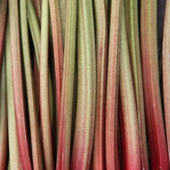 Rhubarb 'Timperley Early' 7 Rhubarb 'Timperley Early' -Cheap Plants Store pl2000027805 card4 lg