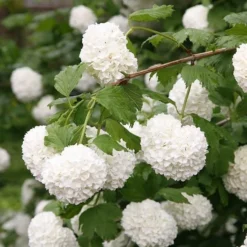 Viburnum Opulus 'Roseum' -Cheap Plants Store pl2000027943 card3 lg