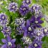 Clematis 'Taiga' (PBR)