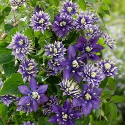Clematis 'Taiga' (PBR) 12 Clematis 'Taiga' (PBR) -Cheap Plants Store pl2000028061 card4 lg