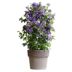Clematis 'Taiga' (PBR) 14 Clematis 'Taiga' (PBR) -Cheap Plants Store pl2000028061 card6 lg