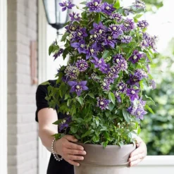 Clematis 'Taiga' (PBR) 15 Clematis 'Taiga' (PBR) -Cheap Plants Store pl2000028061 card7 lg