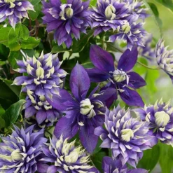 Clematis 'Taiga' (PBR) 16 Clematis 'Taiga' (PBR) -Cheap Plants Store pl2000028061 card8 lg