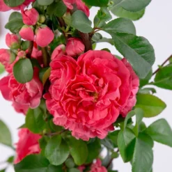 Chaenomeles Speciosa 'Pink Storm' (PBR)