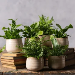 Fern Starter Collection -Cheap Plants Store pl2000028148 card3 lg