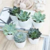 Echeveria Starter Collection