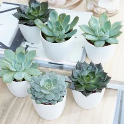 Echeveria Starter Collection -Cheap Plants Store pl2000028161 card3 lg