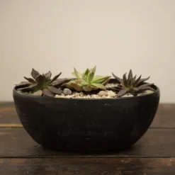 Echeveria Starter Collection -Cheap Plants Store pl2000028161 card4 lg