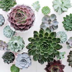 Echeveria Starter Collection -Cheap Plants Store pl2000028161 card5 lg