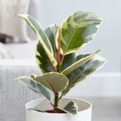 Ficus Elastica 'Tineke'
