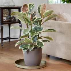 Ficus Elastica 'Tineke' -Cheap Plants Store pl2000028176 card4 lg