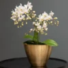 Phalaenopsis 'White Willd Orchid'