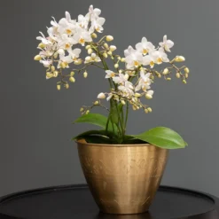 Phalaenopsis 'White Willd Orchid'