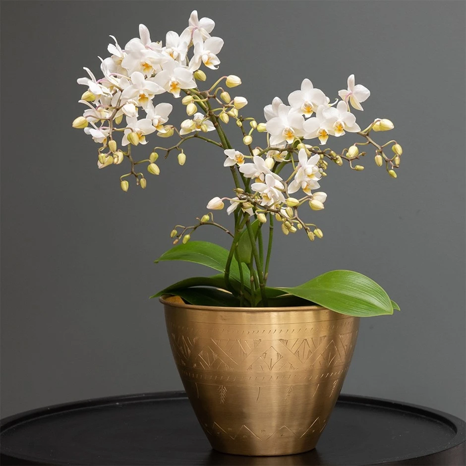 Phalaenopsis 'White Willd Orchid' 1 Phalaenopsis 'White Willd Orchid'