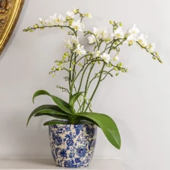 Phalaenopsis 'White Willd Orchid' 7 Phalaenopsis 'White Willd Orchid' -Cheap Plants Store pl2000028180 card3 lg