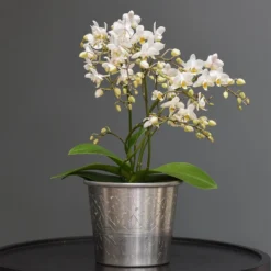 Phalaenopsis 'White Willd Orchid' 8 Phalaenopsis 'White Willd Orchid' -Cheap Plants Store pl2000028180 card5 lg