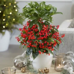 Ardisia Crenata 'Queen Star' (PBR) -Cheap Plants Store pl2000028194 card3 lg