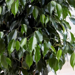 Ficus Benjamina 'Danielle' (PBR) -Cheap Plants Store pl2000028196 card3 lg