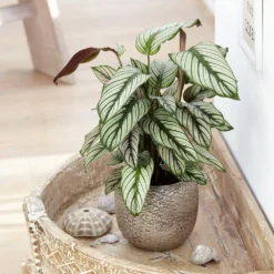 Goeppertia 'Whitestar' 5 Goeppertia 'Whitestar' -Cheap Plants Store pl2000028197 card3 lg